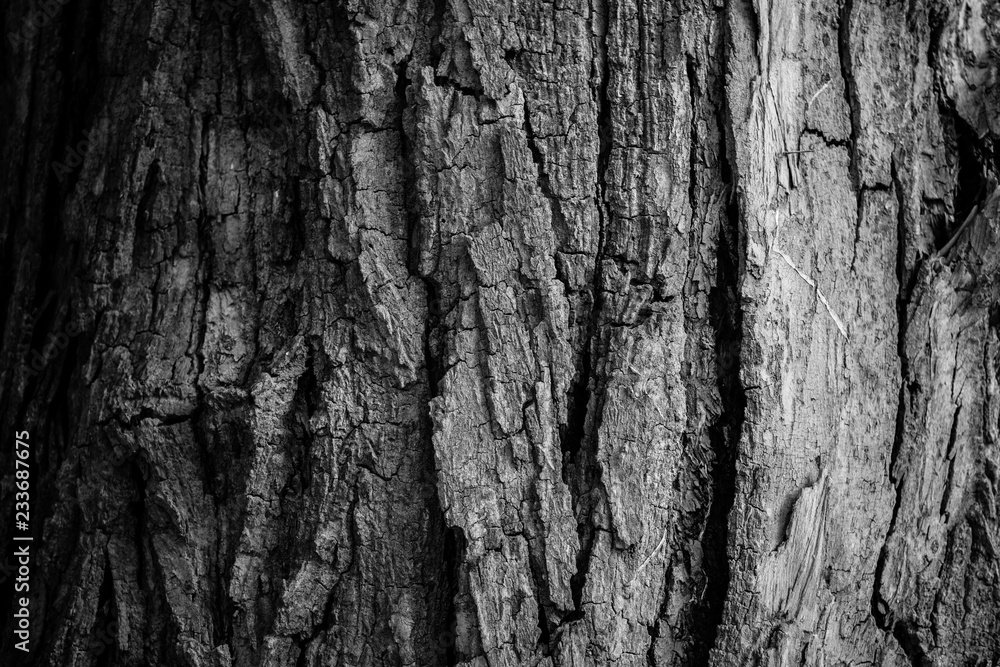 Close up of bark tree in a black and white tone Close up of bark tree in a black and white tone