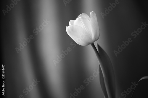 Beautiful tulip lit with daylight close up. Black and white