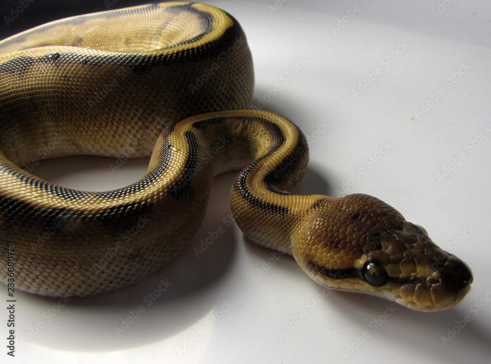 Obraz premium Coiled ball python