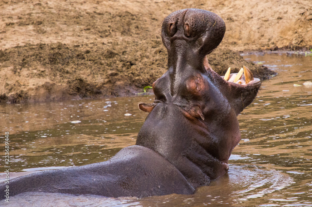 Hippo profile and yawn