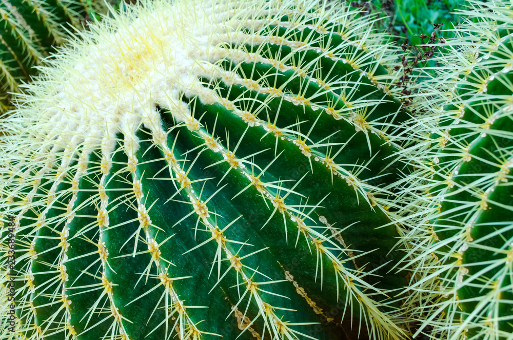 The head of the cactus plant The head of the cactus plant