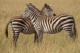Zebra pair standing shoulder to shoulder