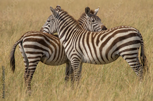 Zebra pair standing shoulder to shoulder