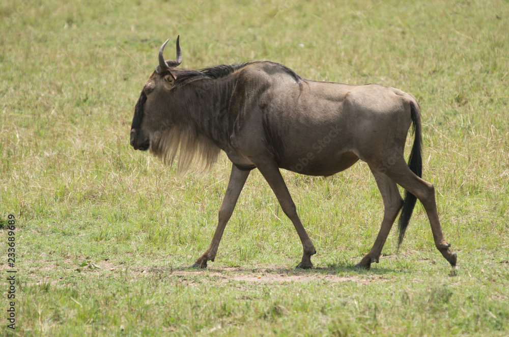 Fototapeta premium Wildebeest walking across the Maasai Mara