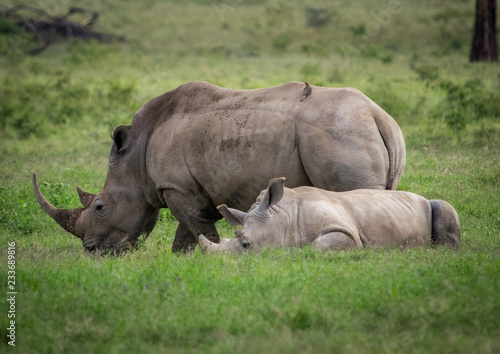 Rhinoceros Mother and Young Grazing