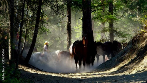 Horses galloping in Roundup on Dude Ranch with Cowboy Riders  photo