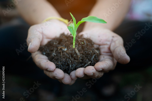 Close up hands holding small tree