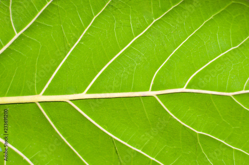 The leaf pattern of the banyan tree