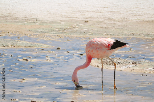 Pink Flamingo Looking for Food in the Shallow Water of Laguna Hedionda  the Saline Lake in Andean Altiplano  Potosi  Bolivia 