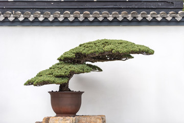 Acrylglasbilder Bonsai Uralter Kiefern-Bonsai mit Charakter  © chungking