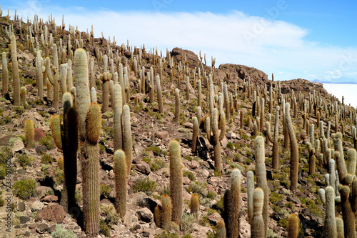 Isla Incahuasi or Isla del Pescado, an Rocky Outcrop full of Trichocereus Cactus Located in the Middle of Uyuni Salt Flats, Bolivia, South America 