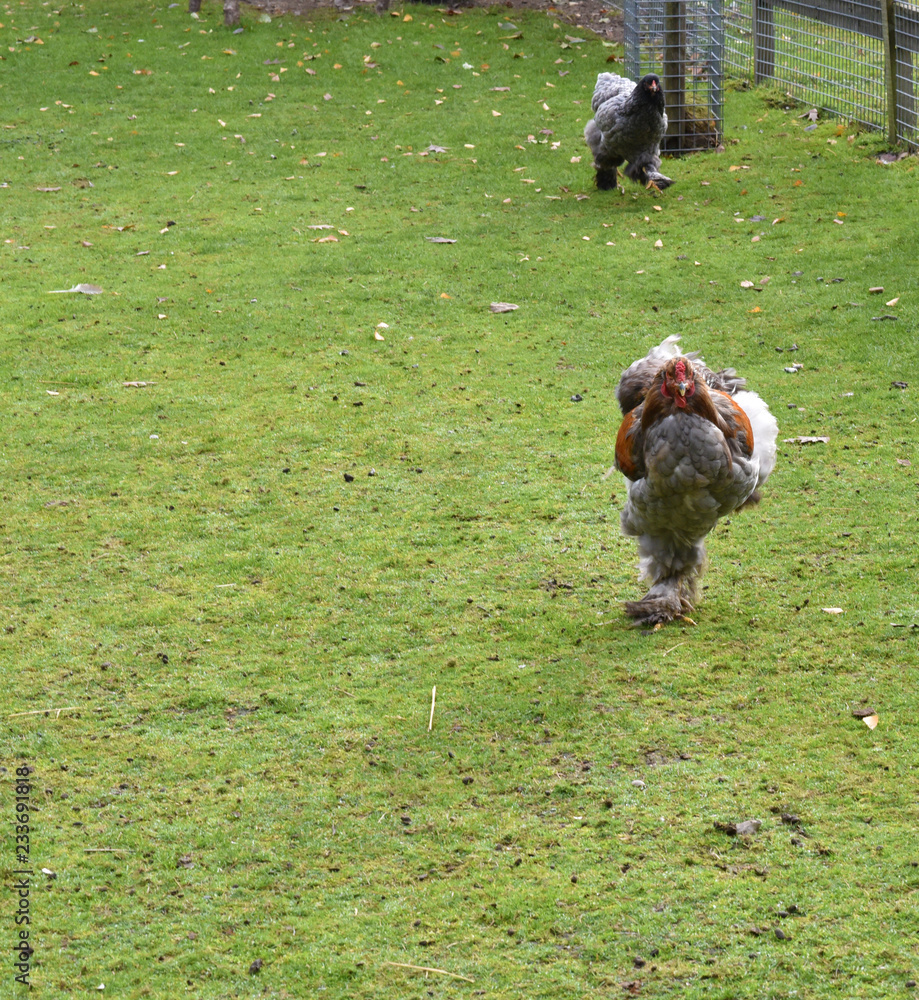 A big rooster running on the lawn with feathers on his feet. A big rooster running on the lawn with feathers on his feet.