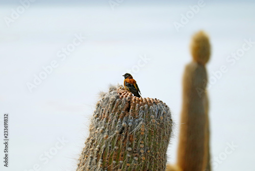 Black-hooded sierra finch bird perching on a dry cactus, Isla incahuasi, Uyuni Salt Flats, Bolivia  photo