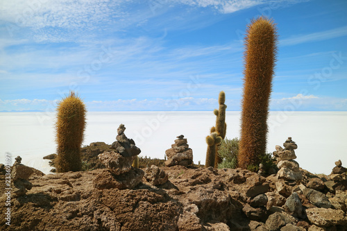 Giant cactus plants and cairn stones on Isla Incahuasi against the immense Uyuni Salt Flats, Bolivia, South America photo