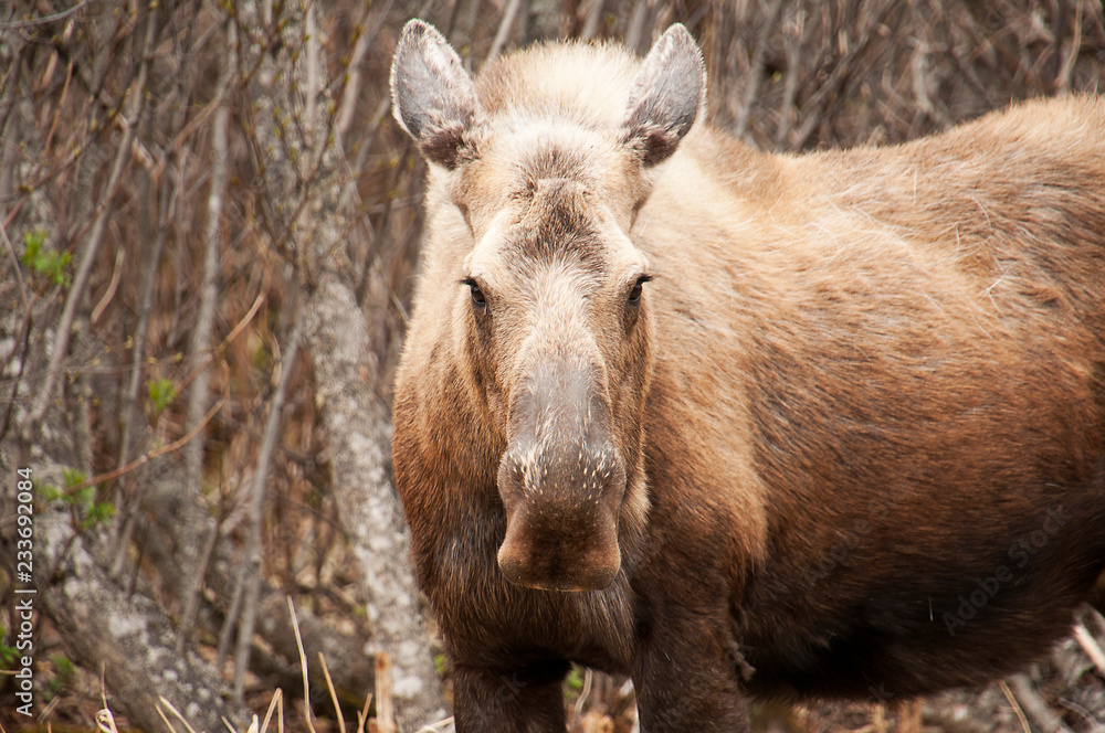 Fototapeta premium Moose munching grass