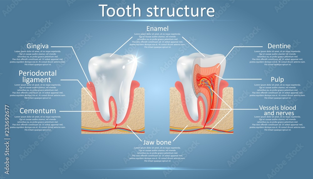 Vector dental anatomy and tooth structure diagram Stock ベクター | Adobe Stock