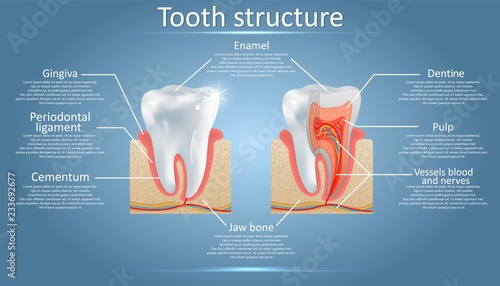 Vector dental anatomy and tooth structure diagram