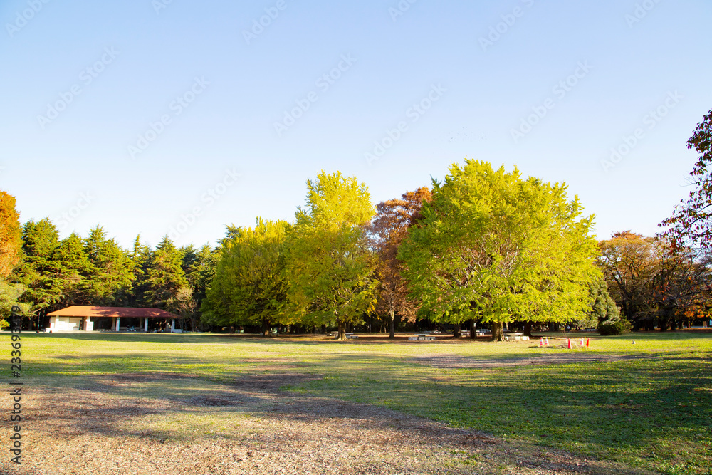 光が丘公園　芝生広場