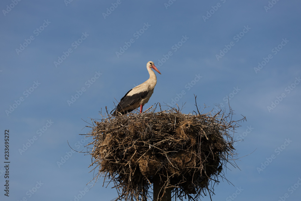 Fototapeta premium Stork in the nest feeds children