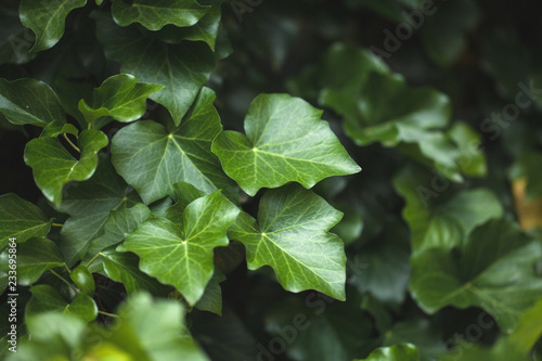 photo of beautiful green ivy in the street during a summer walk