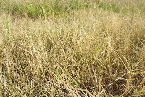 Dry grass in nature garden