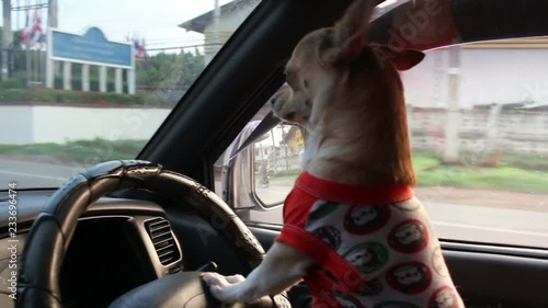 dog driving car