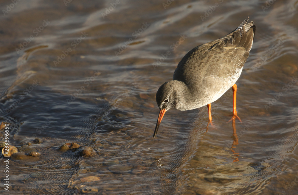 A beautiful Redshank (Tringa totanus) hunting for food in a sea estuary in the UK. A beautiful Redshank (Tringa totanus) hunting for food in a sea estuary in the UK.