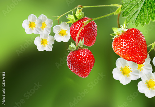 garden sweet red strawberries