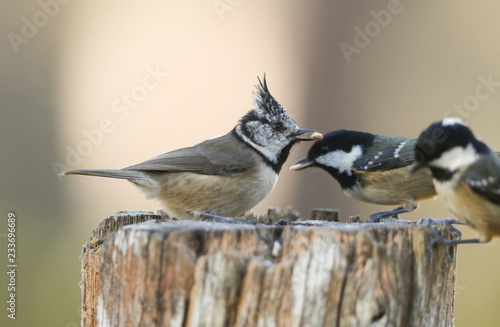 A rare Crested Tit (Lophophanes cristatus) and a Coal Tit (Periparus ater) feeding on a wooden tree stump in the Abernathy forest in the highlands of Scotland. photo