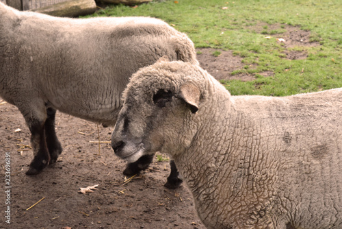 Sheep on grass during autumn season. the wool grown back for the coming winter
