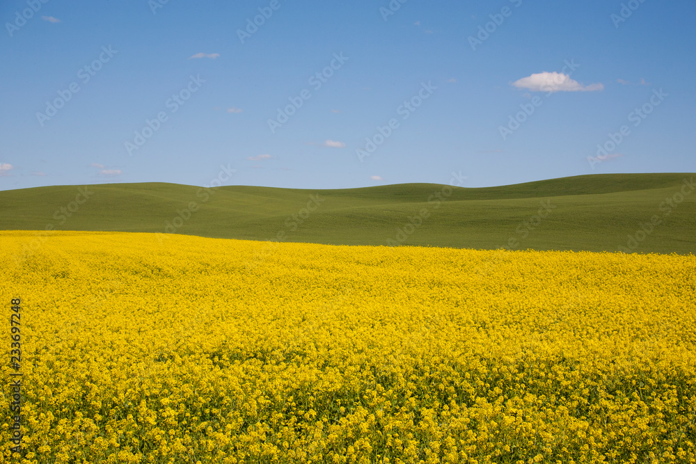 yellow field of oilseed rape