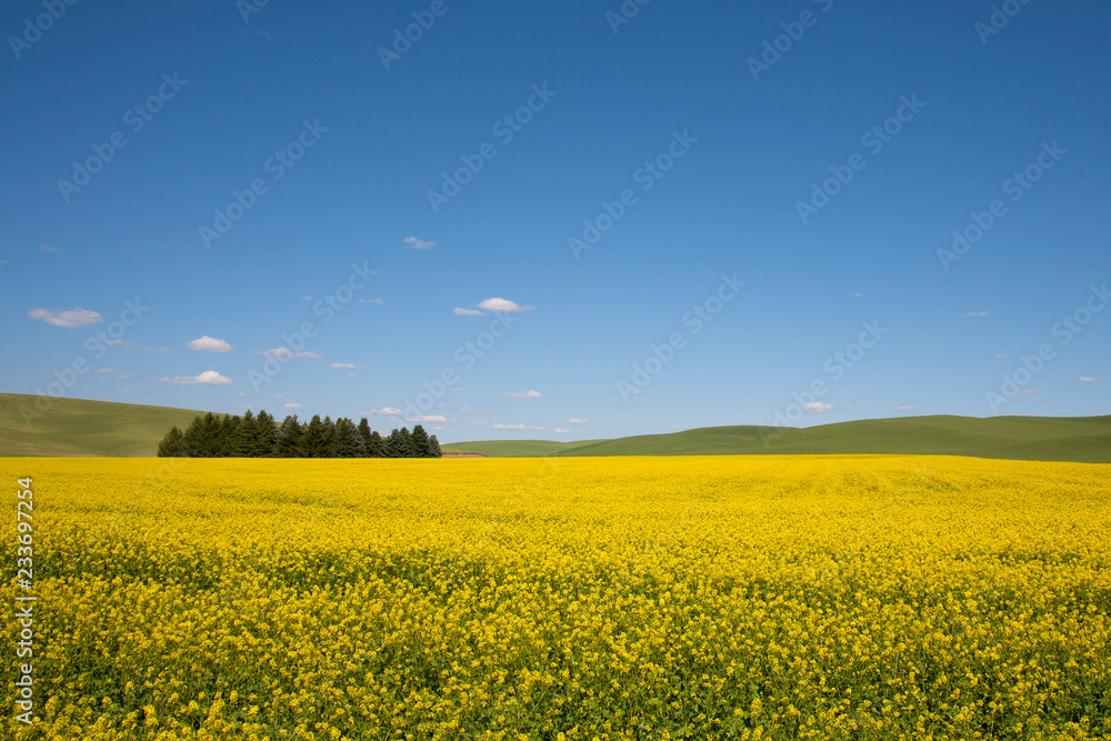 field of oilseed rape