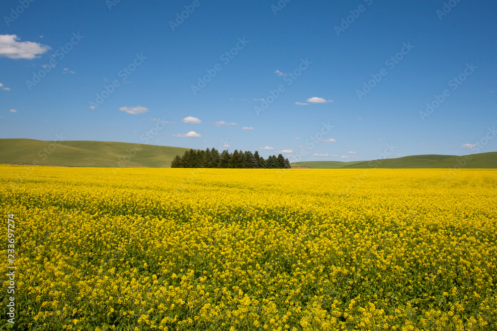 Fototapeta premium field of oilseed rape flower
