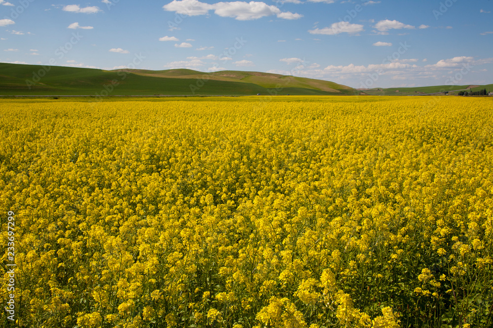 yellow rape field