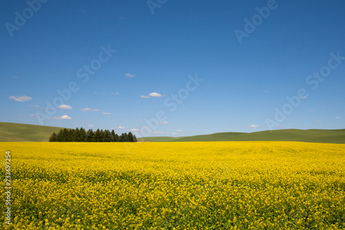 field of oilseed rape