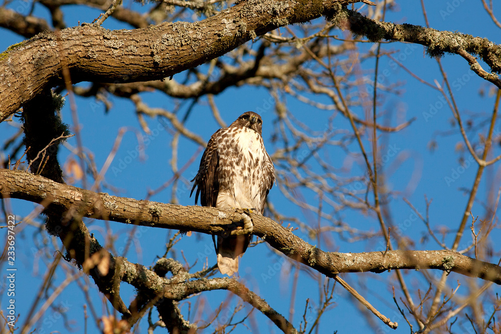Obraz premium owl perched on a branch