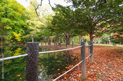 Autumn season at Maruyama Park