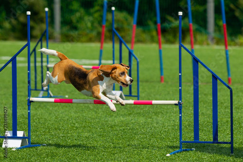 Dog at the Agility Competition