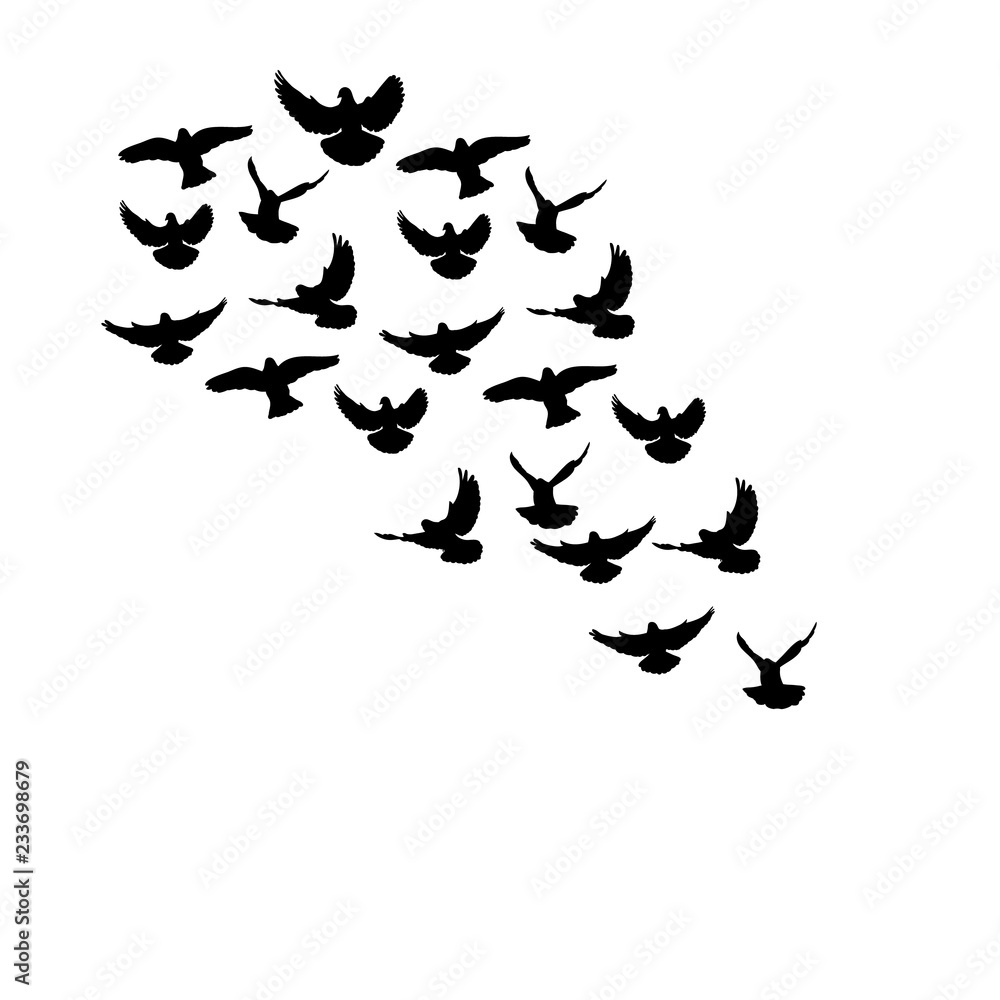 vector, isolated, flock of birds flying, silhouette vector, isolated, flock of birds flying, silhouette