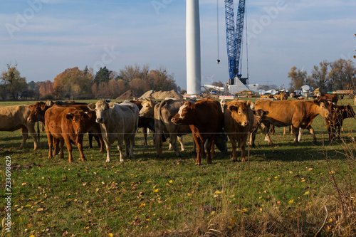 Fototapeta Naklejka Na Ścianę i Meble -  eine Kuhherde vor einer Windkraftanlagen Baustelle