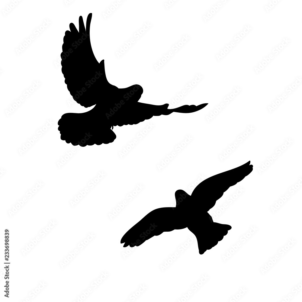 vector, isolated, black silhouette of flying pigeons, flock of birds flying vector, isolated, black silhouette of flying pigeons, flock of birds flying
