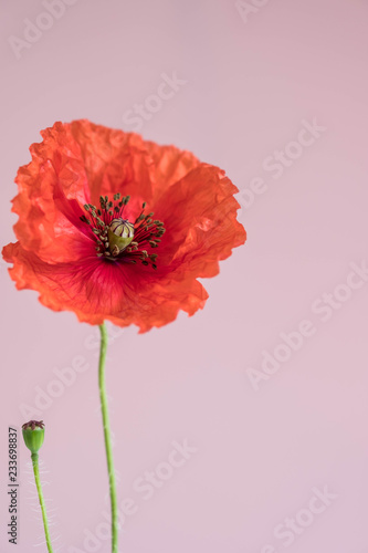 Fototapeta Naklejka Na Ścianę i Meble -  Beautiful red poppy with its bud on pink background