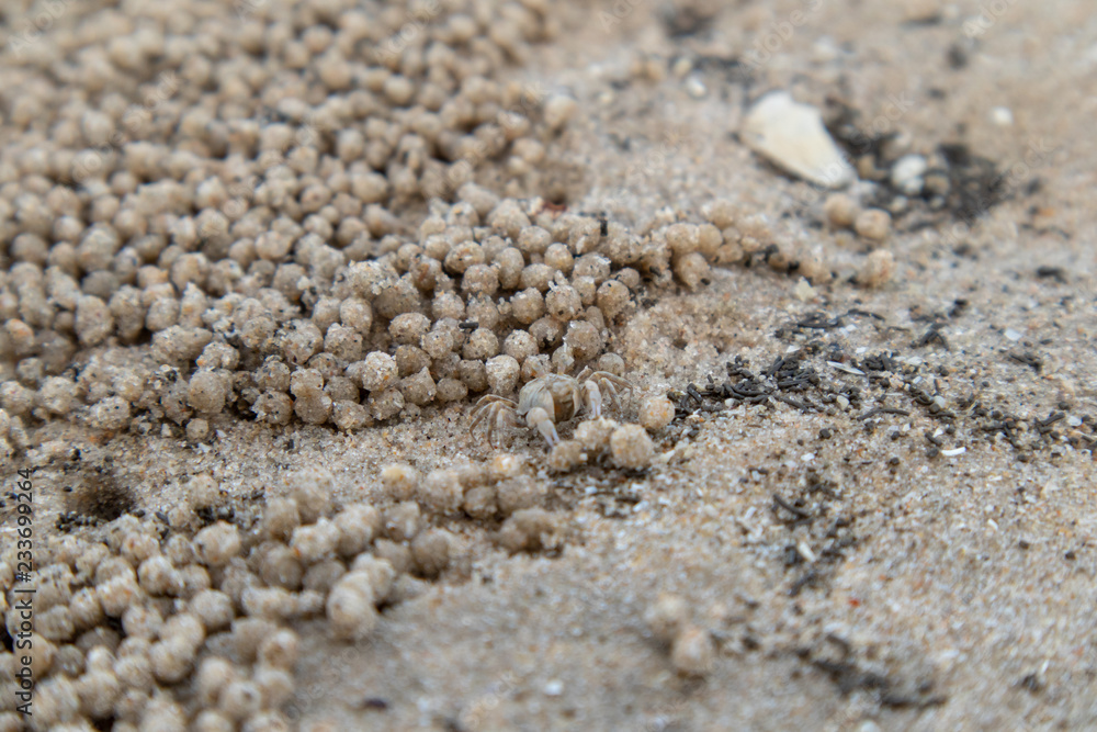 Tiny Ghost crab on wet sand. Tiny Ghost crab on wet sand.