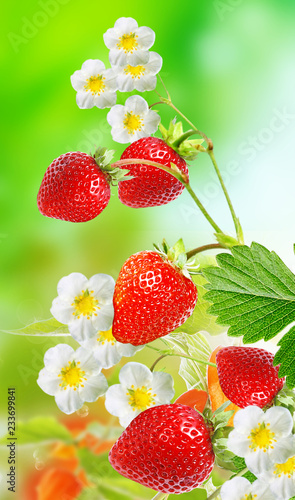 garden red sweet strawberries