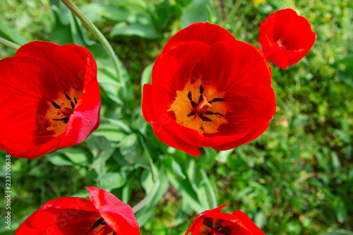 Tulip in the garden