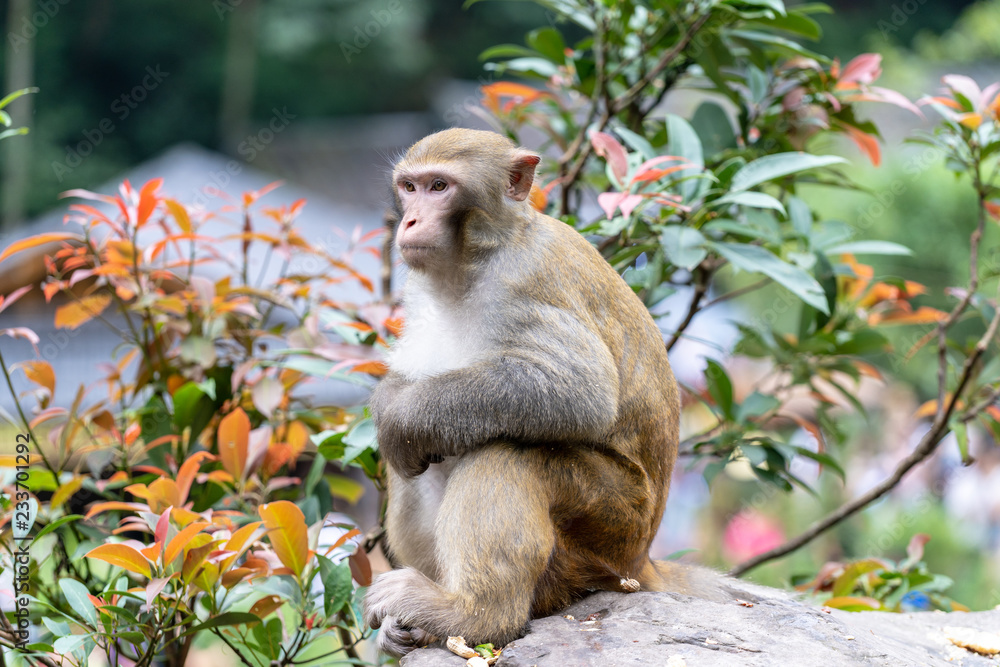 Obraz premium Cute sitting monkey