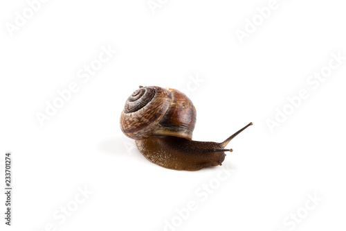 Garden snail ,isolated on white