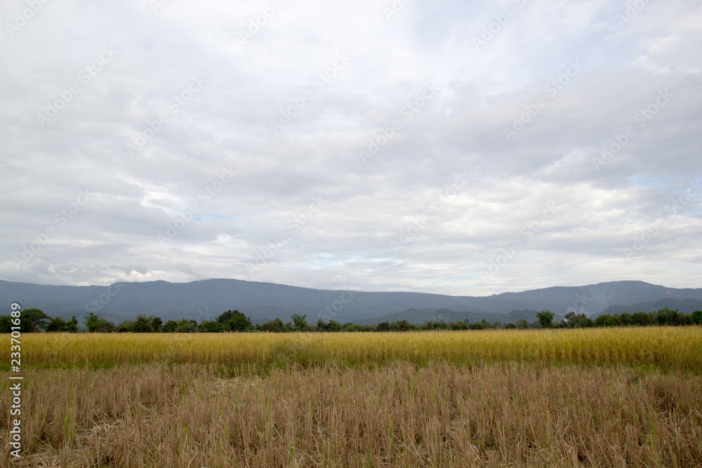 Fototapeta premium Rice field in Laos