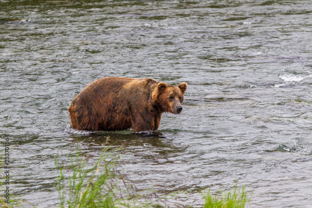 Grizzly bear in Alaska Katmai National Park hunts salmons (Ursus arctos horribilis) Grizzly bear in Alaska Katmai National Park hunts salmons (Ursus arctos horribilis)