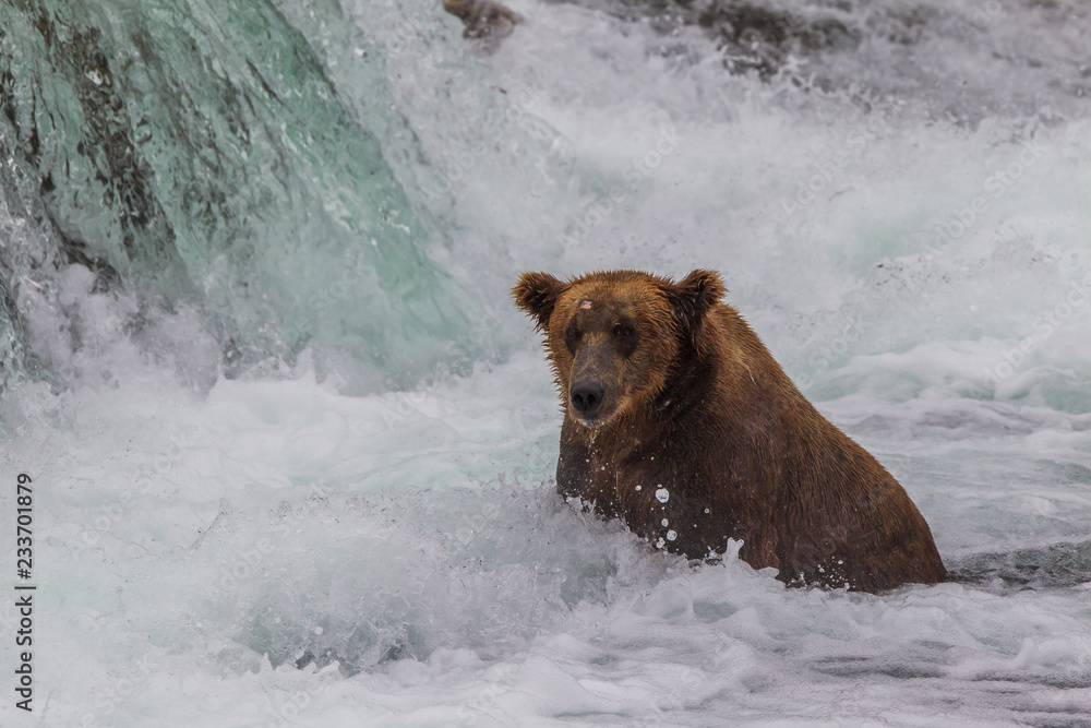 Grizzly bear in Alaska Katmai National Park hunts salmons (Ursus arctos horribilis)